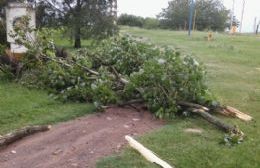 Cayó un árbol en la Pista de la Salud